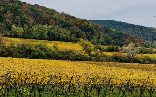 Late season vineyard  from Chrome web store to be run with OffiDocs Chromium online