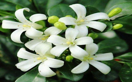 Laurel flower wallpaper  from Chrome web store to be run with OffiDocs Chromium online