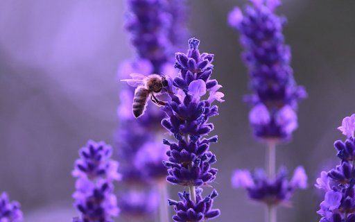Lavender flowers bee from Chrome web store to be run with OffiDocs Chromium online Lavender flowers bee from Chrome web store to be run with OffiDocs Chromium online