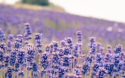 LAVENDER Theme  from Chrome web store to be run with OffiDocs Chromium online