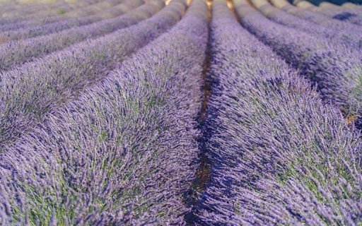 LAVENDER Theme  from Chrome web store to be run with OffiDocs Chromium online