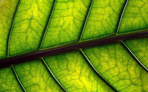 LEAF 2 Theme from Chrome web store to be run with OffiDocs Chromium online LEAF 2 Theme from Chrome web store to be run with OffiDocs Chromium online