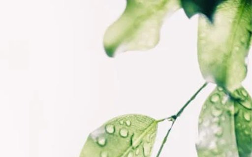 Leaf with water drop  from Chrome web store to be run with OffiDocs Chromium online