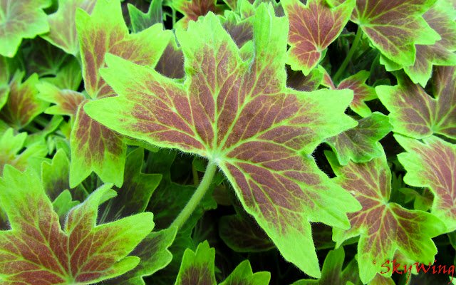 Leaves  from Chrome web store to be run with OffiDocs Chromium online