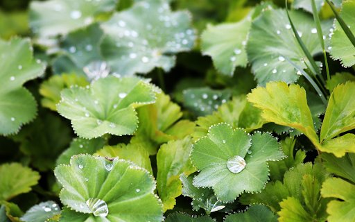 Leaves and Dew  from Chrome web store to be run with OffiDocs Chromium online