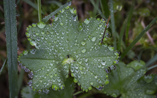 Leaves and dew drops from Chrome web store to be run with OffiDocs Chromium online Leaves and dew drops from Chrome web store to be run with OffiDocs Chromium online