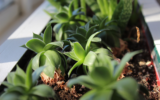 Leaves and feathers  from Chrome web store to be run with OffiDocs Chromium online