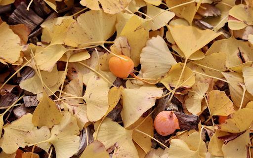 Leaves fall and fruit falls from Chrome web store to be run with OffiDocs Chromium online Leaves fall and fruit falls from Chrome web store to be run with OffiDocs Chromium online