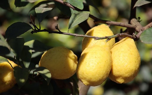 Lemon branches laden with fruit  from Chrome web store to be run with OffiDocs Chromium online