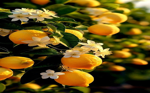 Lemon garden wallpaper  from Chrome web store to be run with OffiDocs Chromium online