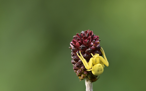 Lemon yellow spider from Chrome web store to be run with OffiDocs Chromium online Lemon yellow spider from Chrome web store to be run with OffiDocs Chromium online