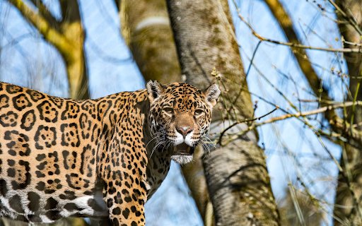 Leopard  from Chrome web store to be run with OffiDocs Chromium online