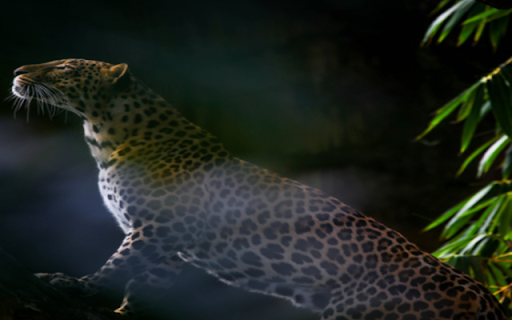 Leopard  from Chrome web store to be run with OffiDocs Chromium online