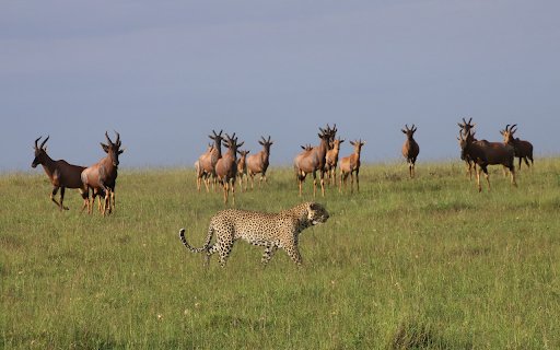 Leopard and herd of deer  from Chrome web store to be run with OffiDocs Chromium online