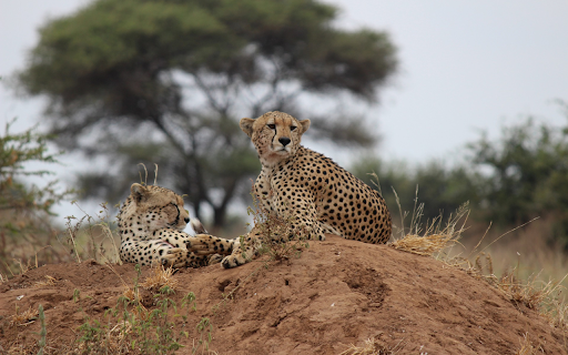 Leopard Couple  from Chrome web store to be run with OffiDocs Chromium online