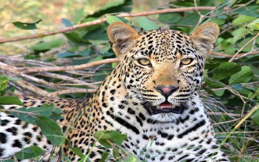 leopard wallpaper  from Chrome web store to be run with OffiDocs Chromium online