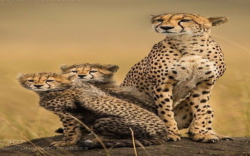 Leopard wallpaper  from Chrome web store to be run with OffiDocs Chromium online