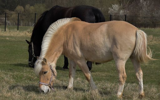 Light Brown Horse from Chrome web store to be run with OffiDocs Chromium online Light Brown Horse from Chrome web store to be run with OffiDocs Chromium online