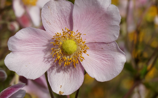 Light purple five petaled flower  from Chrome web store to be run with OffiDocs Chromium online