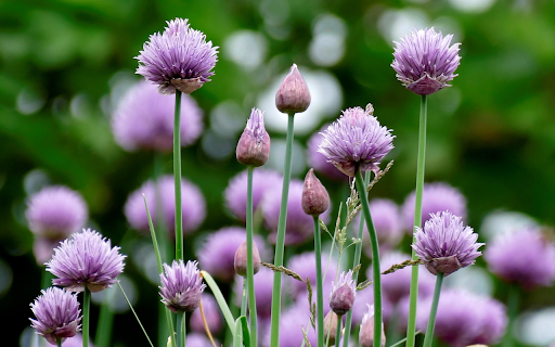 Light purple flowers  from Chrome web store to be run with OffiDocs Chromium online