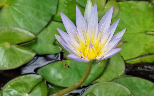 Light purple lotus  from Chrome web store to be run with OffiDocs Chromium online