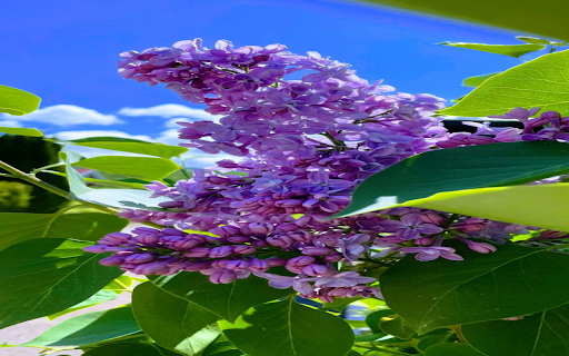 Lilac wallpaper  from Chrome web store to be run with OffiDocs Chromium online