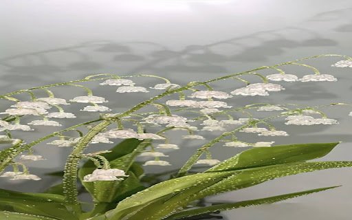 lily pot wallpaper  from Chrome web store to be run with OffiDocs Chromium online