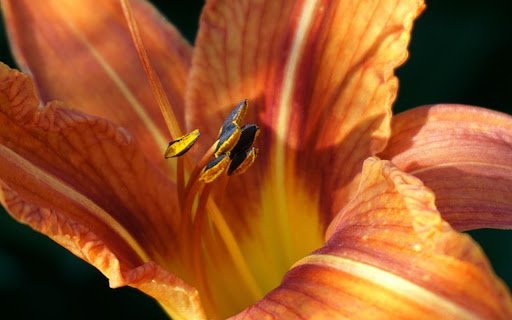 lily Theme  from Chrome web store to be run with OffiDocs Chromium online
