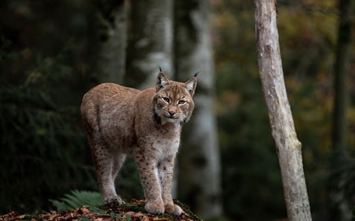 LIM MIEU THEME  from Chrome web store to be run with OffiDocs Chromium online LIM MIEU THEME  from Chrome web store to be run with OffiDocs Chromium online