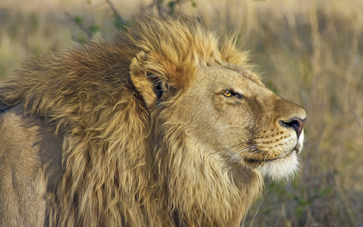 Lion  from Chrome web store to be run with OffiDocs Chromium online
