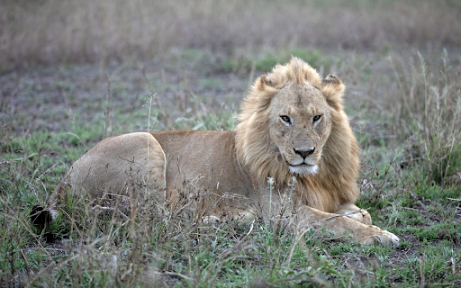 lion in the field  from Chrome web store to be run with OffiDocs Chromium online
