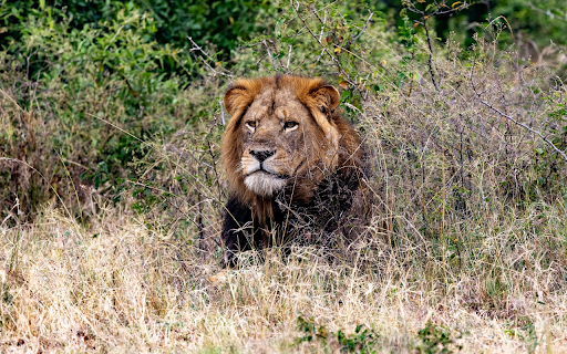 Lion in wastewater  from Chrome web store to be run with OffiDocs Chromium online