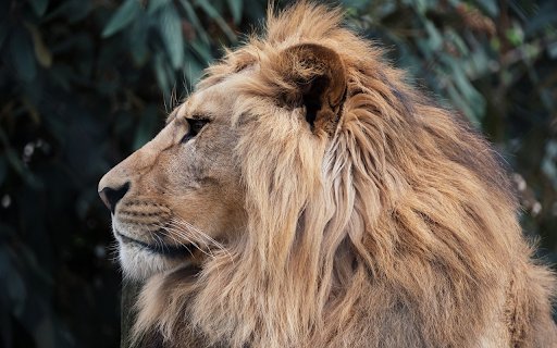 Lions Side View  from Chrome web store to be run with OffiDocs Chromium online