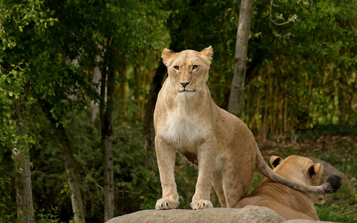 Lion standing on a rock  from Chrome web store to be run with OffiDocs Chromium online