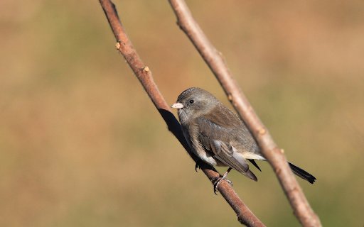 Little bird  from Chrome web store to be run with OffiDocs Chromium online