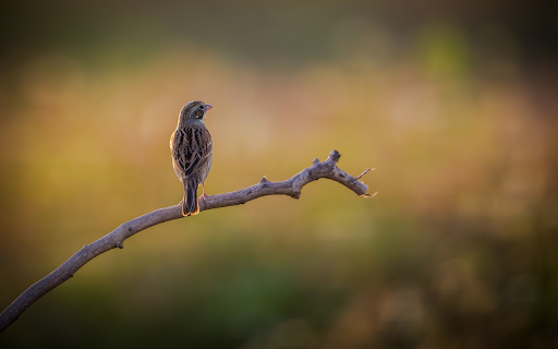 Little bird on a branch  from Chrome web store to be run with OffiDocs Chromium online