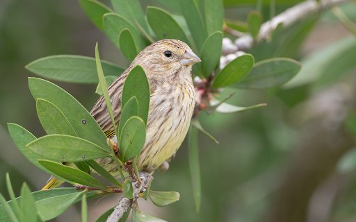 Little bird on a green branch from Chrome web store to be run with OffiDocs Chromium online Little bird on a green branch from Chrome web store to be run with OffiDocs Chromium online
