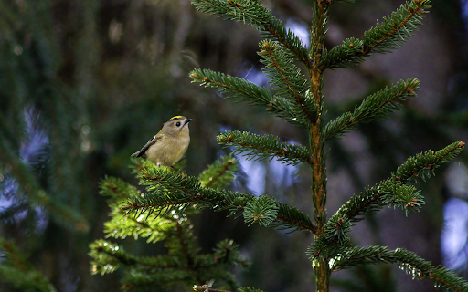 Little bird on a pine branch  from Chrome web store to be run with OffiDocs Chromium online