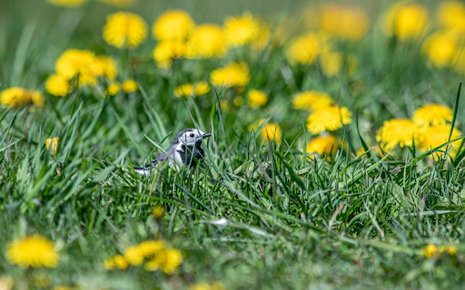 Little Bird on the Grass  from Chrome web store to be run with OffiDocs Chromium online