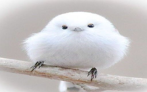 little bird wallpaper with white feathers  from Chrome web store to be run with OffiDocs Chromium online