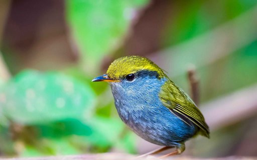 Little Blue Bird  from Chrome web store to be run with OffiDocs Chromium online
