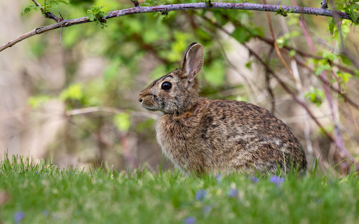 Little Eared Hare  from Chrome web store to be run with OffiDocs Chromium online Little Eared Hare  from Chrome web store to be run with OffiDocs Chromium online