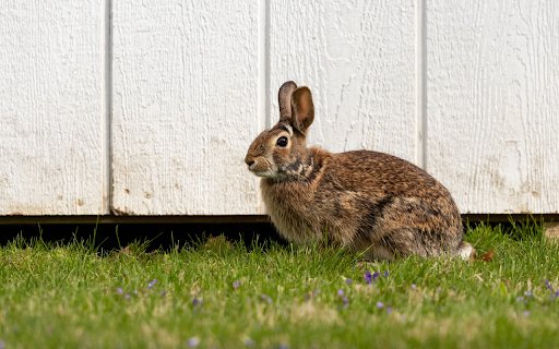 Little Eared Rabbit  from Chrome web store to be run with OffiDocs Chromium online
