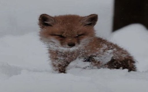 little fox and snow wallpaper  from Chrome web store to be run with OffiDocs Chromium online