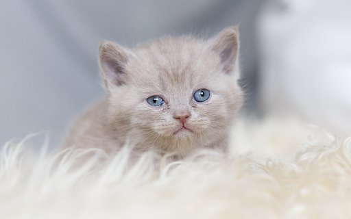 Little gray cat  from Chrome web store to be run with OffiDocs Chromium online