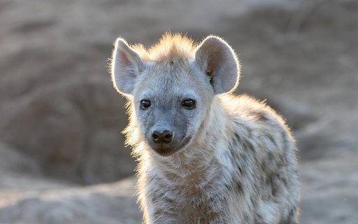 Little hyena  from Chrome web store to be run with OffiDocs Chromium online