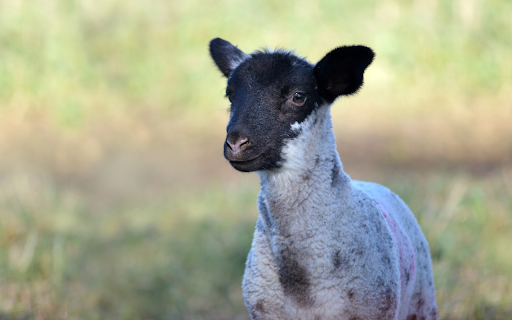 Little Lamb  from Chrome web store to be run with OffiDocs Chromium online