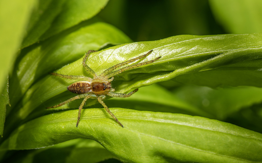 Little spider on a young leaf boat  from Chrome web store to be run with OffiDocs Chromium online