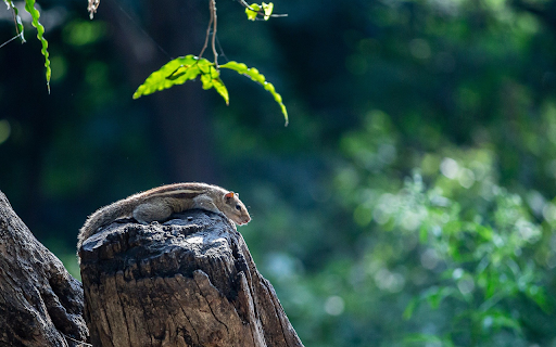 Little Squirrel  from Chrome web store to be run with OffiDocs Chromium online