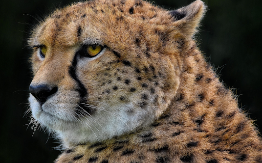 Little tiger  from Chrome web store to be run with OffiDocs Chromium online